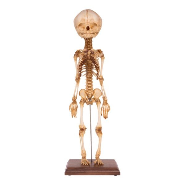 Fetal Articulated Skeleton on Stand
34126