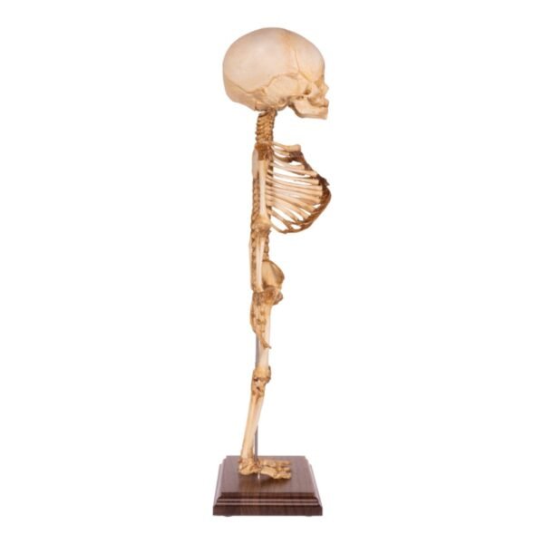 Fetal Articulated Skeleton on Stand
34126 - Image 2