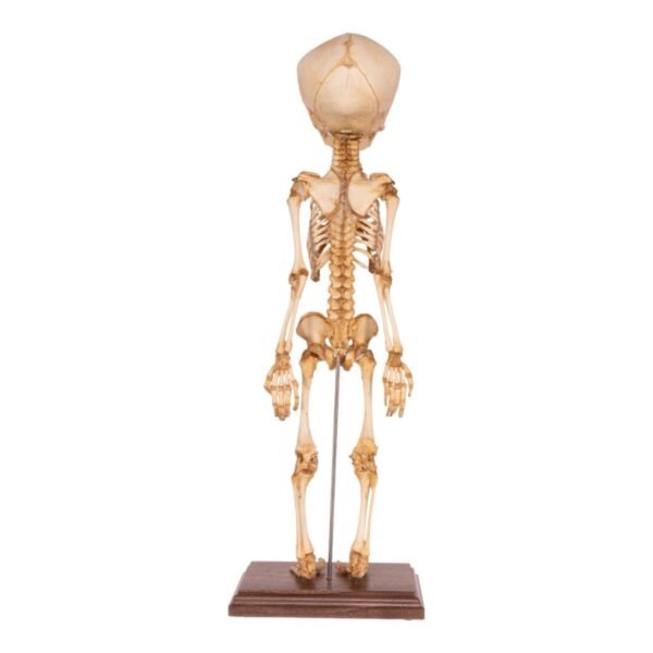 Fetal Articulated Skeleton on Stand
34126 - Image 4