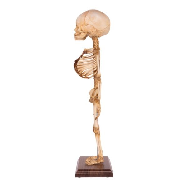 Fetal Articulated Skeleton on Stand
34126 - Image 3