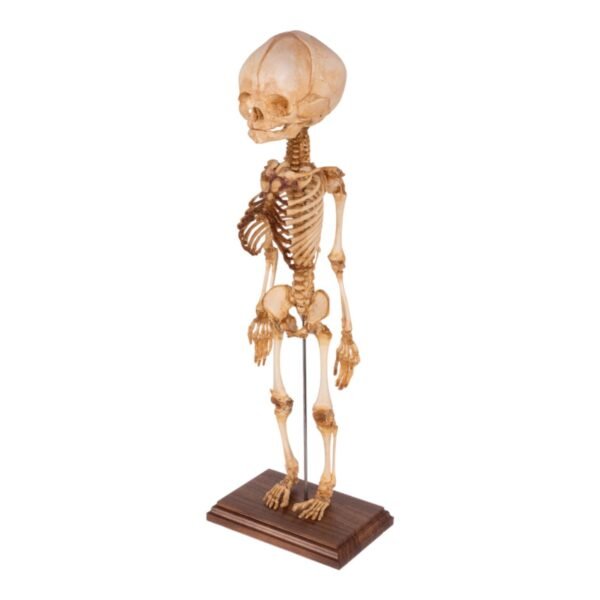 Fetal Articulated Skeleton on Stand
34126 - Image 6