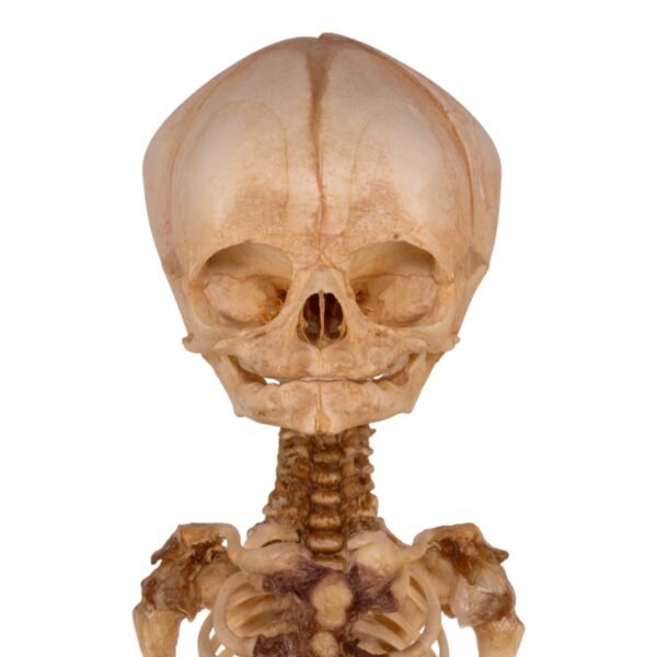 Fetal Articulated Skeleton on Stand
34126 - Image 5