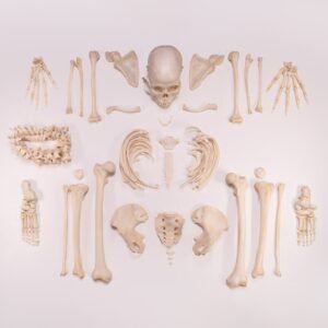 Skeleton - Disarticulated 02367