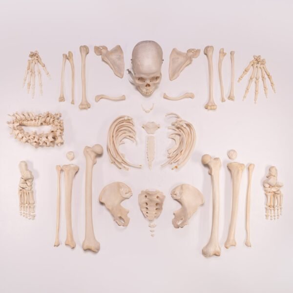 Skeleton - Disarticulated 02367