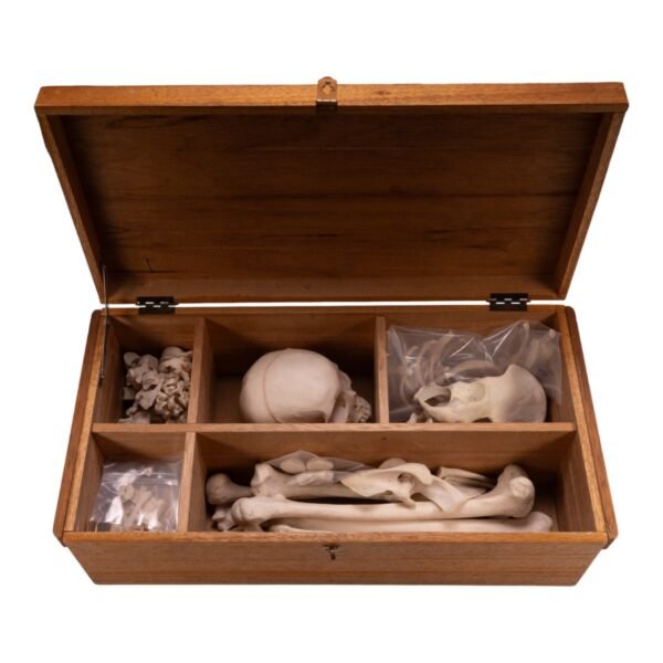 Disarticulated Skeleton with Carrying Case

(30180) - Image 2