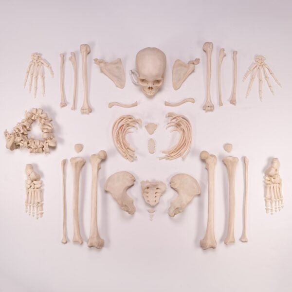 Disarticulated Skeleton with Carrying Case

(30180)