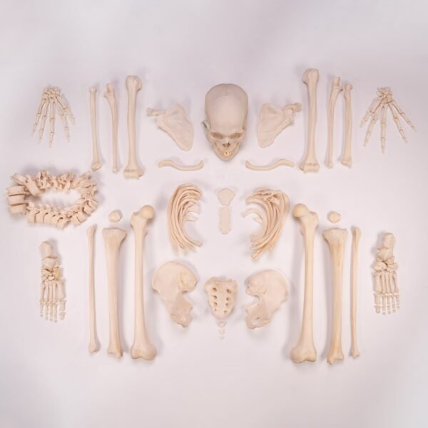 Disarticulated Skeleton with Carrying Case

(30158)