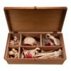 Disarticulated Skeleton in Carrying Case (30250) - Image 2