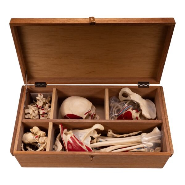 Disarticulated Skeleton in Carrying Case (30250) - Image 2