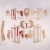 Disarticulated Skeleton in Carrying Case (30250)