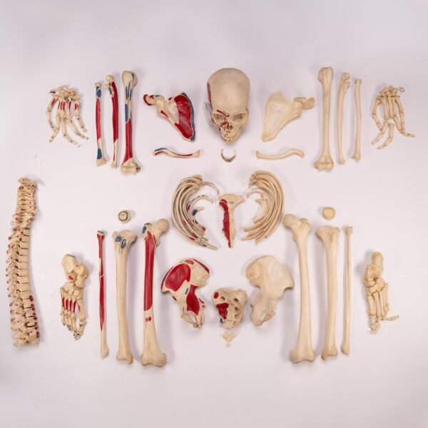 Disarticulated Skeleton in Carrying Case (30250)