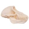 Chacma Baboon Skull - Female

27239 - Image 2