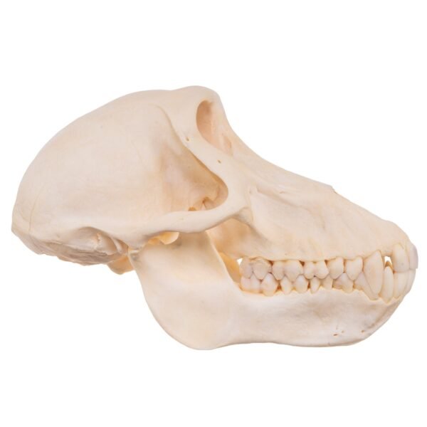 Chacma Baboon Skull - Female

27239 - Image 2