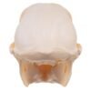 Chacma Baboon Skull - Female

27239 - Image 4