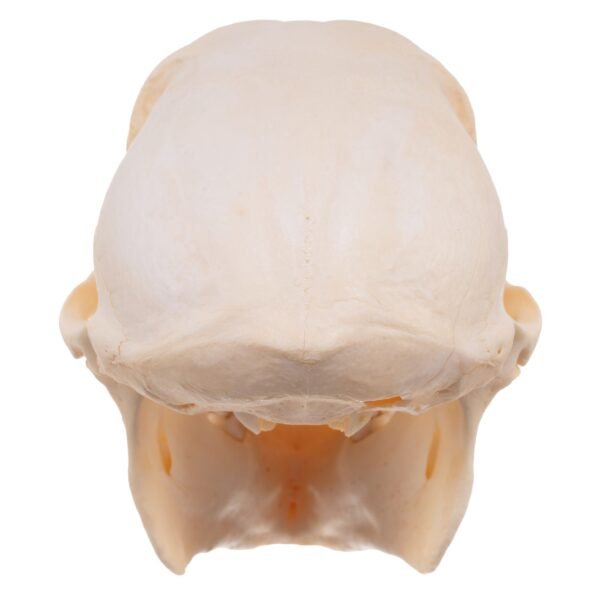 Chacma Baboon Skull - Female

27239 - Image 4