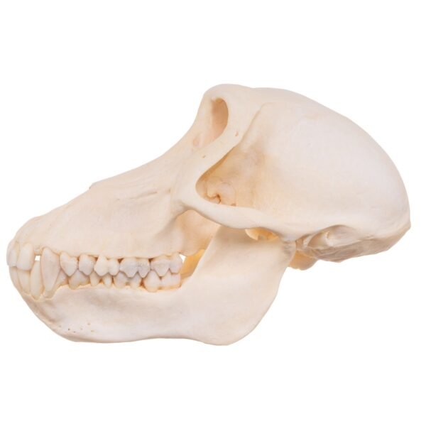 Chacma Baboon Skull - Female

27239 - Image 3