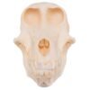 Chacma Baboon Skull - Female

27239
