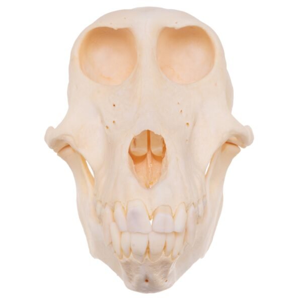 Chacma Baboon Skull - Female

27239