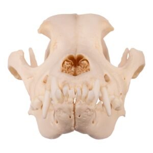 Domestic Dog Skull - Underbite

2936-A