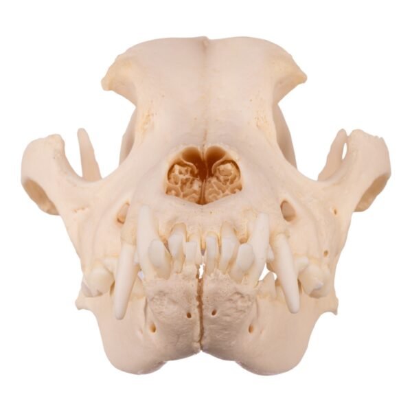 Domestic Dog Skull - Underbite

2936-A