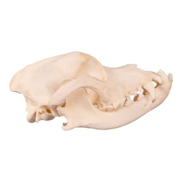 Domestic Dog Skull - Underbite

2936-A - Image 3