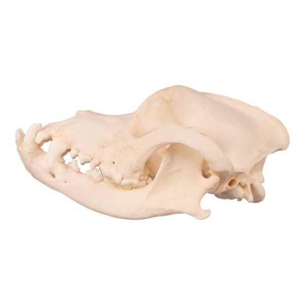 Domestic Dog Skull - Underbite

2936-A - Image 2