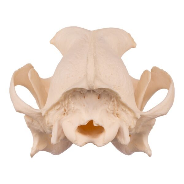 Domestic Dog Skull - Underbite

2936-A - Image 4