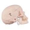 Disarticulated Skeleton with Carrying Case(30288) - Image 3