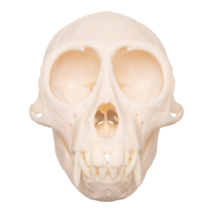 Moustached Guenon Skull - Male

13218