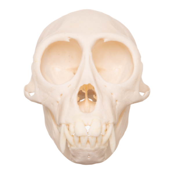 Moustached Guenon Skull - Male

13218