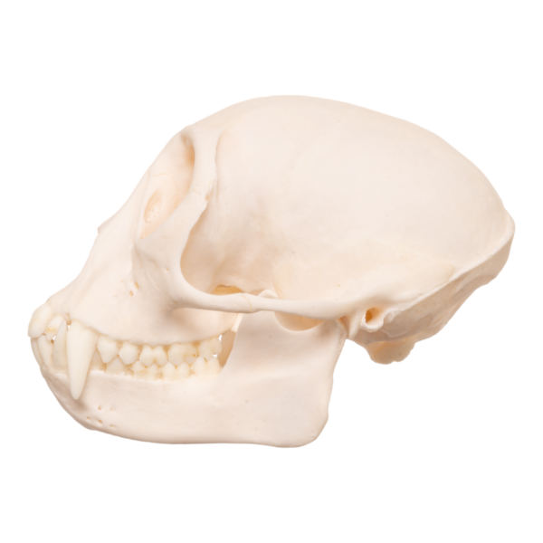 Moustached Guenon Skull - Male

13218 - Image 2