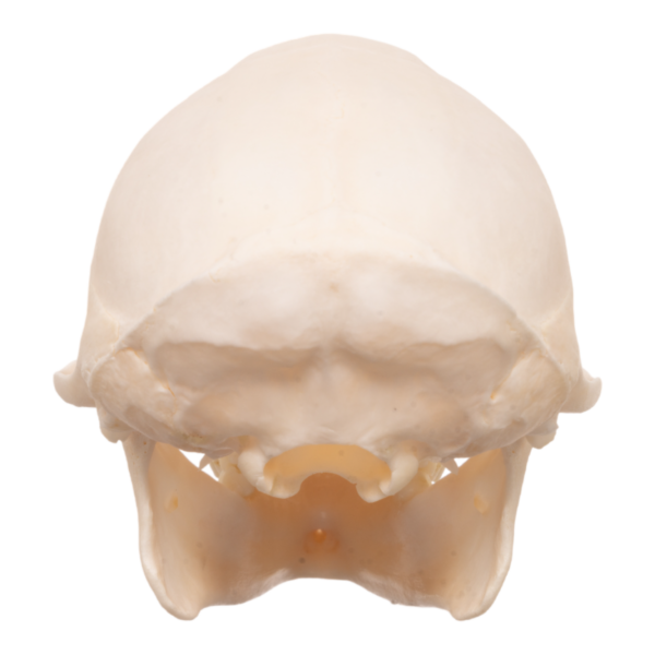 Moustached Guenon Skull - Male

13218 - Image 4