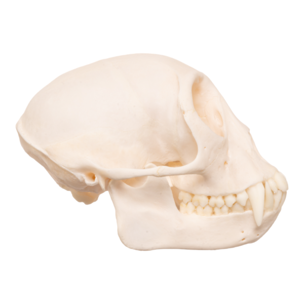 Moustached Guenon Skull - Male

13218 - Image 3