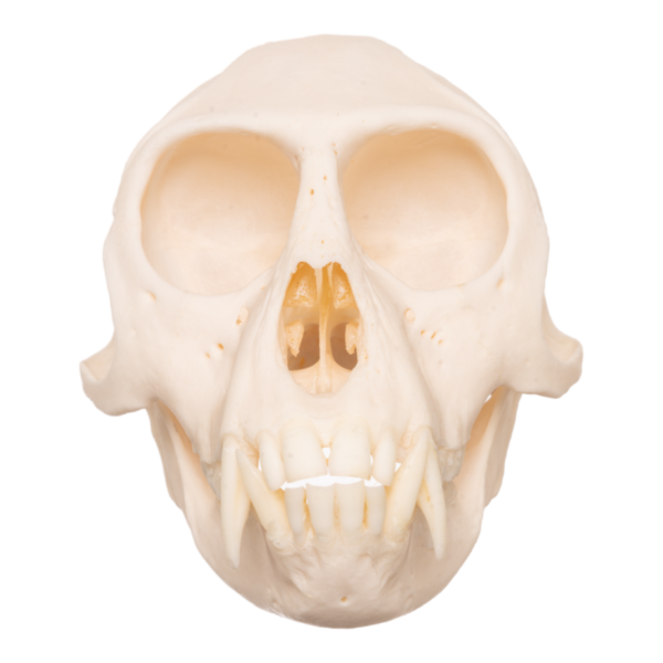 Real Tantalus Monkey Skull
6974