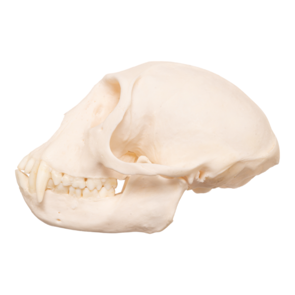 Real Tantalus Monkey Skull
6974 - Image 2