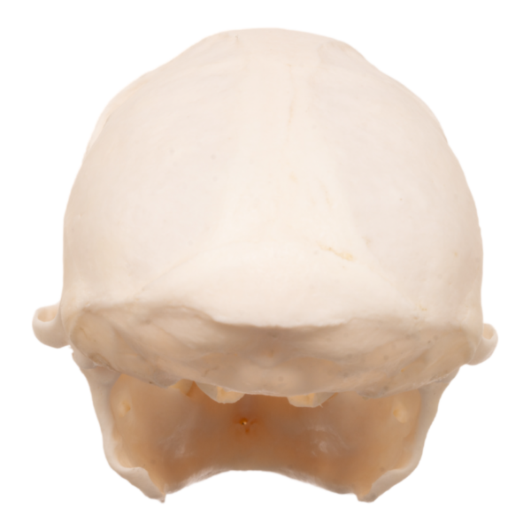 Real Tantalus Monkey Skull
6974 - Image 4