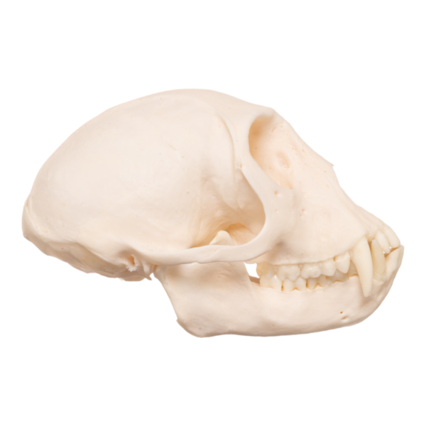 Real Tantalus Monkey Skull
6974 - Image 3