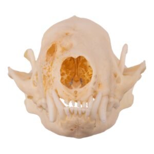 Real Striped Skunk Skull - Pathology
14455