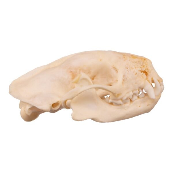 Real Striped Skunk Skull - Pathology
14455 - Image 4