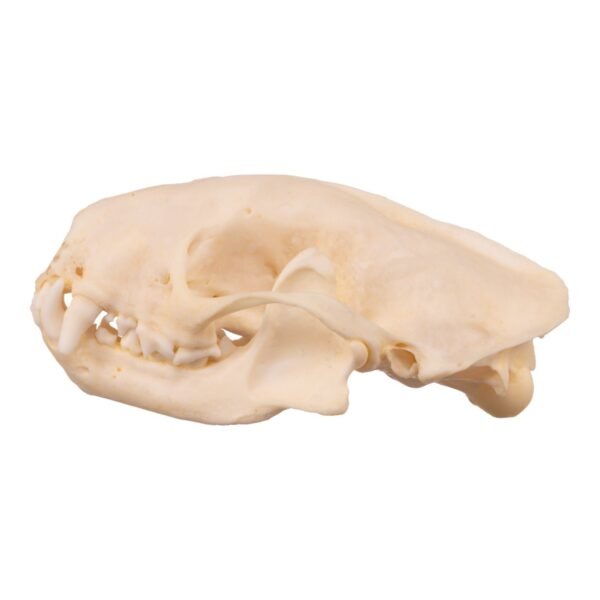 Real Striped Skunk Skull - Pathology
14455 - Image 3