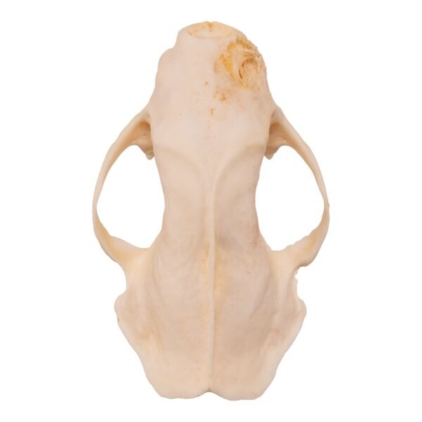 Real Striped Skunk Skull - Pathology
14455 - Image 2