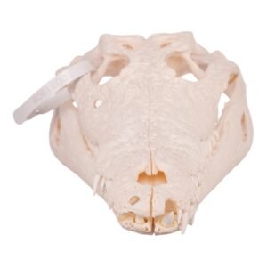 Nile Crocodile Skull - Pathology

31908
