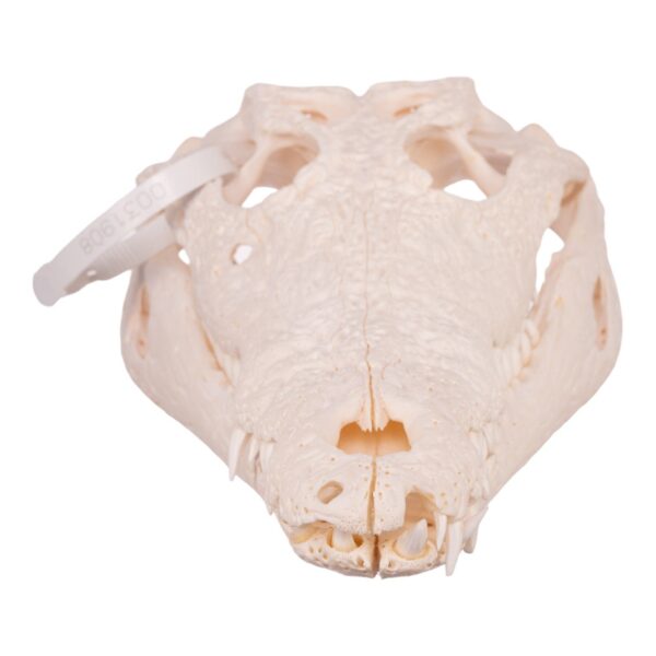Nile Crocodile Skull - Pathology

31908