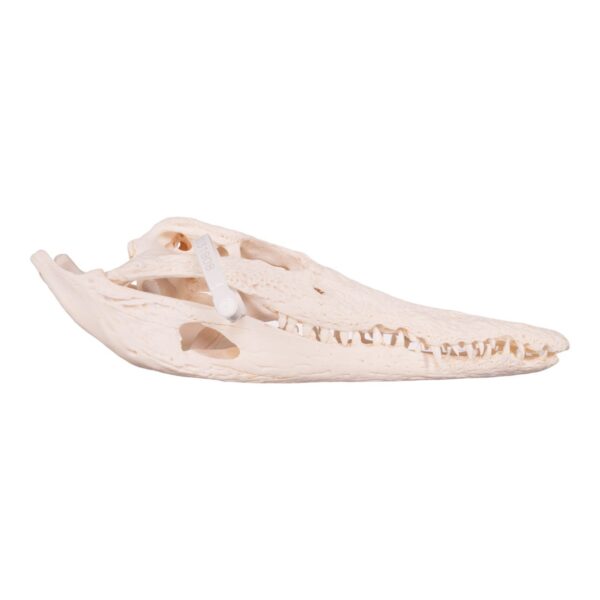 Nile Crocodile Skull - Pathology

31908 - Image 3