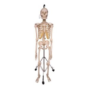 Skeleton - Articulated

31820