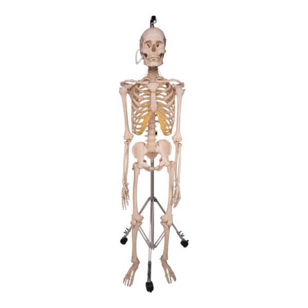 Skeleton - Articulated

31820