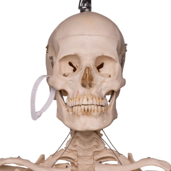 Skeleton - Articulated

31820 - Image 6