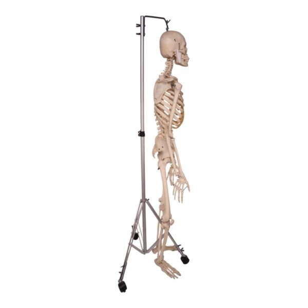 Skeleton - Articulated

31820 - Image 2