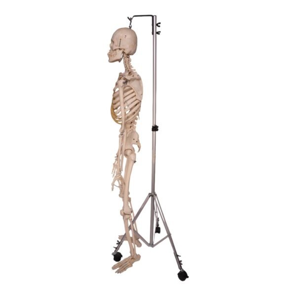 Skeleton - Articulated

31820 - Image 3