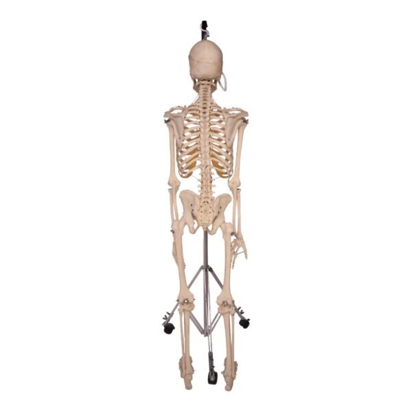 Skeleton - Articulated

31820 - Image 4